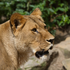Fototapeta na wymiar Head of a lion