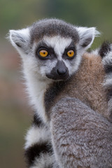 Ring-tailed Lemur (Lemur catta)