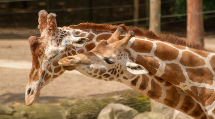 2 Northern Giraffes cuddling at the zoo 
