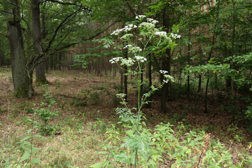Inflorescence of a herb of Hemlock.Conium maculatum, the hemlock or poison hemlock, is a highly poisonous biennial herbaceous flowering plant.