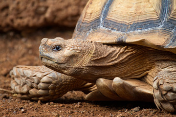 African spurred tortoise