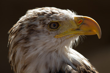 Headshot of a Bald Eagle (Haliaeetus leucocephalus)