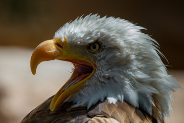 Headshot of a Bald Eagle (Haliaeetus leucocephalus)