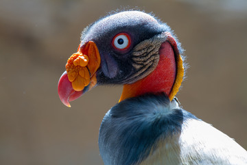 Close-up of the majestic King vulture (Sarcoramphus papa)