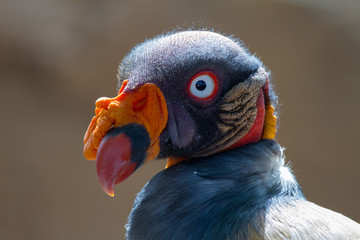Close-up of the majestic King vulture (Sarcoramphus papa)