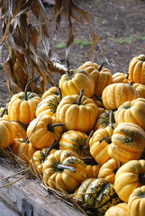 Farm Stand Carnival Squash