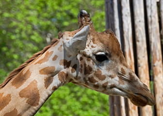 Giraffe`s head. The tallest living terrestrial animal and the largest ruminant. Latin name -...