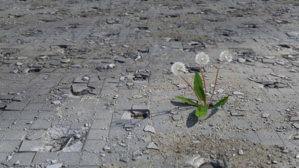 pusteblume