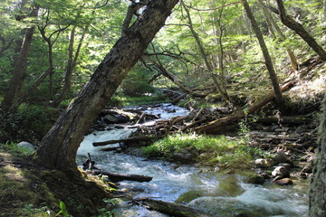 Old  tree  bent  on  the  river