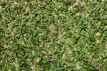 green grass