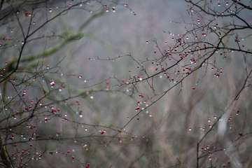 baies rouges dans les bois en hiver