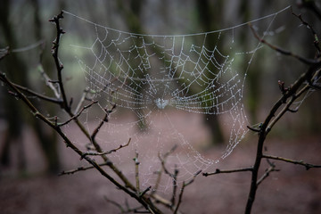 Toile d'araign&eacute;e dans les bois