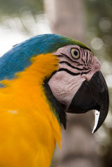 Guacamaya