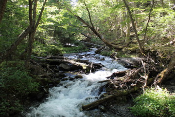 Landscape  waterfall  in  the  forest