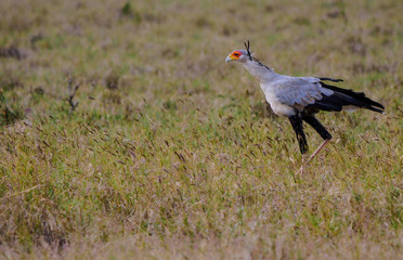 Secretary Bird Hunting