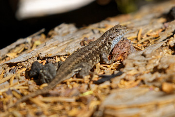 Lézard