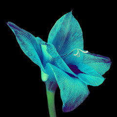 flower cerulean indigo gladiolus isolated on black background. Flower bud close up. Nature. Flower...
