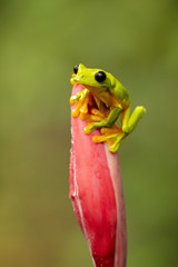Gliding tree frog