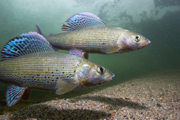 Grayling (Thymallus thymallus). Swimming freshwater fish Thymallus thymallus, underwater...