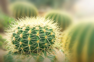 Golden barrel cactus. Close up green cactus in garden.