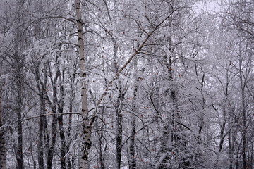 Winter fairy tale: birch forest in the snow, wildlife, beautiful grove, natural frosty landscape