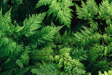 Nature leaves green of fern background in garden at spring. dark tropical foliage natural abstract...