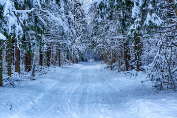 winter landscape, ski runs through thickets of forest