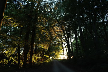 Waldweg bei Sonnenuntergang