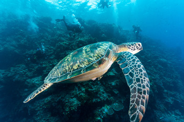 tartaruga che nuota con sub sullo sfondo © Massimo