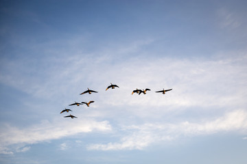 Wildgänse in Formation