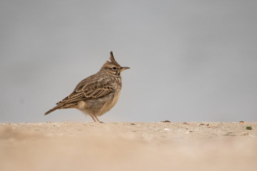 The lark on the sand. Minimalistic full-body portrait. Feathers are fluttering from the wind.
