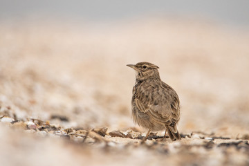 The lark on the sand. Minimalistic full-body portrait. Is worth its back and looks ago.