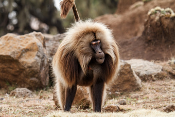 Male gelada baboon standing with his tail up - Simien Mountains - Ethiopia