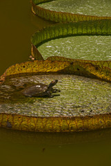 Tortuga