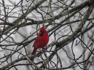 cardinal on a branch
