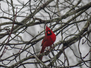 cardinal on a branch
