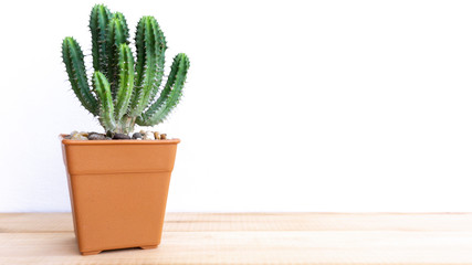 Beautiful Cactus in pot brown on White background, Blank for design..