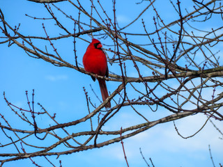Cardinal on a branch in winter.