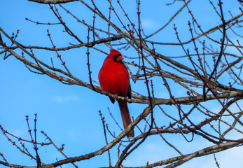 cardinal on a branch