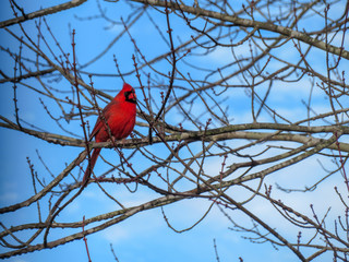 cardinal on a branch