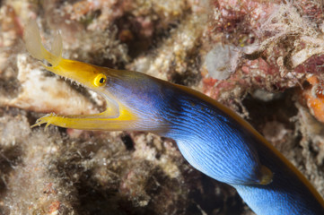Murena a nastro blu