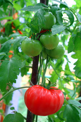 red and ripe tomatoes