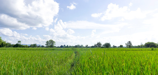 Beautiful landscape Green rice field In front of the mountain in sky with white clouds on...