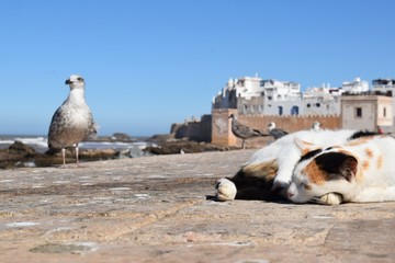 Essouiara, maroko , śpiący kotek - obrazy, fototapety, plakaty