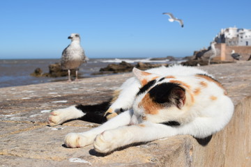 Essouiara, maroko , śpiący kotek