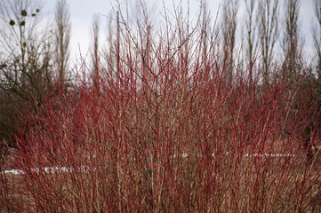 Fototapeta premium Thick thickets of red bushes. Cloudy winter day.