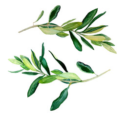 Watercolor two olive branches, raster template on white background. Hand drawn watercolor illustration. 