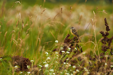 Yellow Wagtail (Motacilla flava) lonely yellow bird sitting plant stem. Green background.