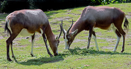 Blesboks. Latin name - Damaliskus dorcas phillipsi
