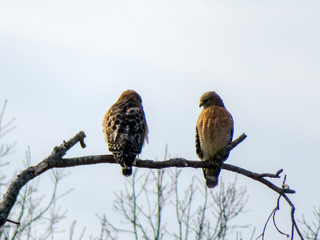 Two hawks on a branch 